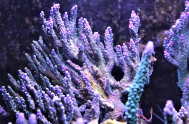 Acropora corals