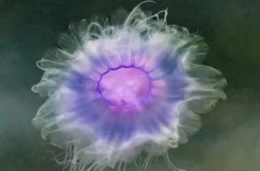 cyanée bleue