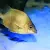 Le poisson roseau du Japon