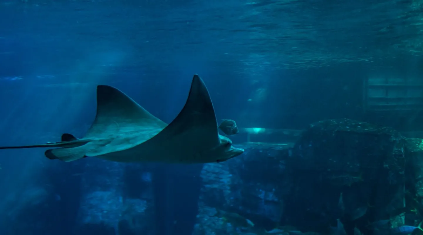 Spotted Eagle Ray Aetobatus ocellatus