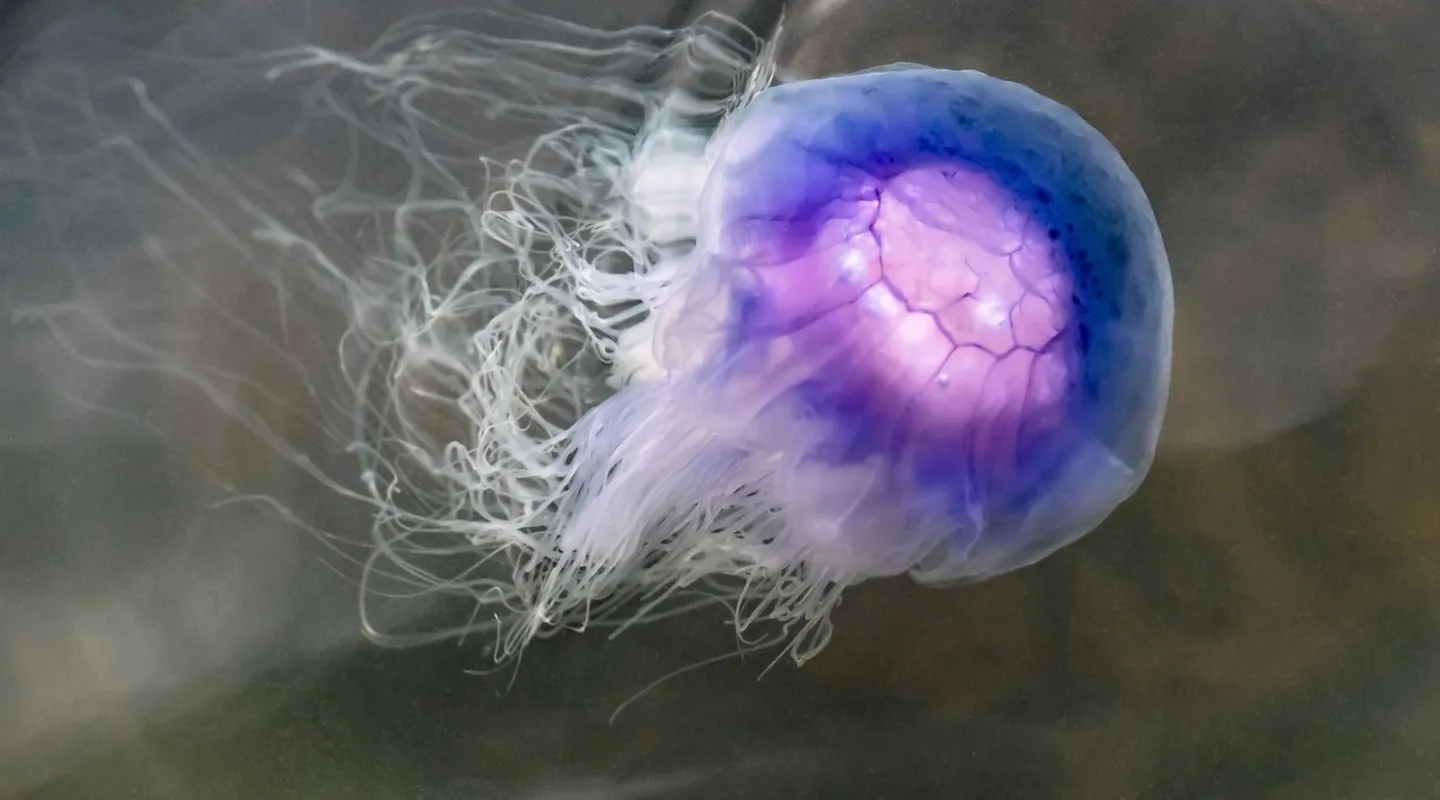 cyanée bleue