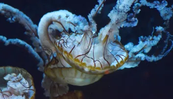 méduse dorée à nausicaa