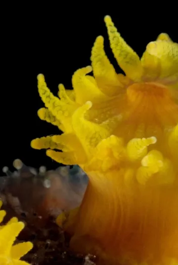 Orange cup coral Tubastraea coccinea