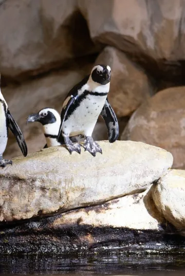 African penguin