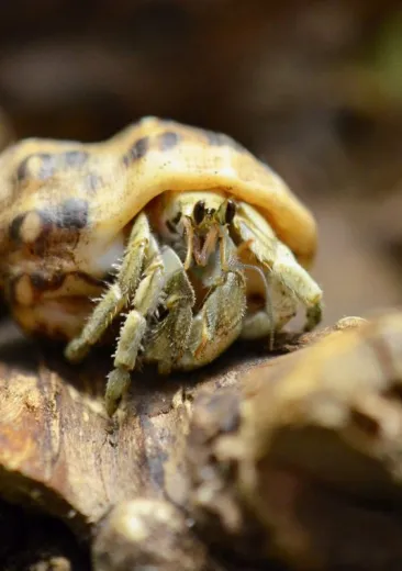 bernard l'ermite terrestre Coenobita rugosus