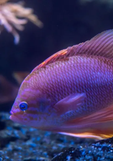 barbier anthias anthias