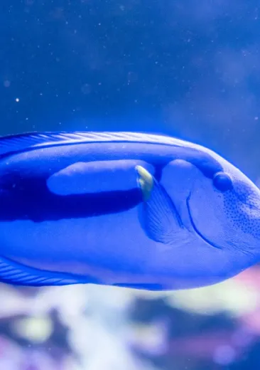 Palette Surgeonfish Paracanthurus hepatus
