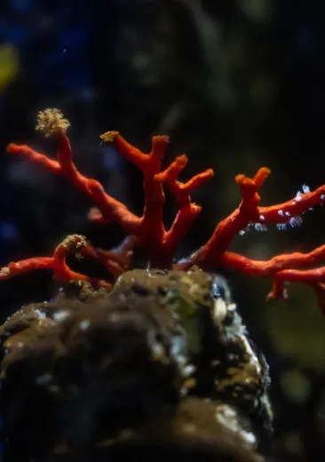 Red coral Corallium rubrum
