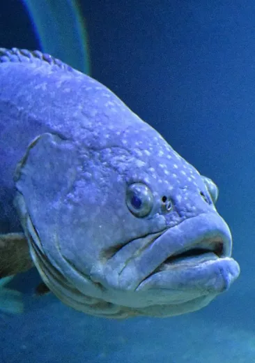 Giant Grouper