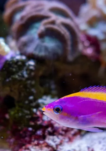 perche de mer pourpre Pseudanthias tuka