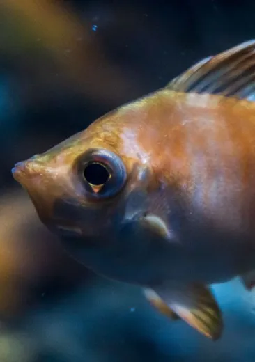 Le sanglier de mer