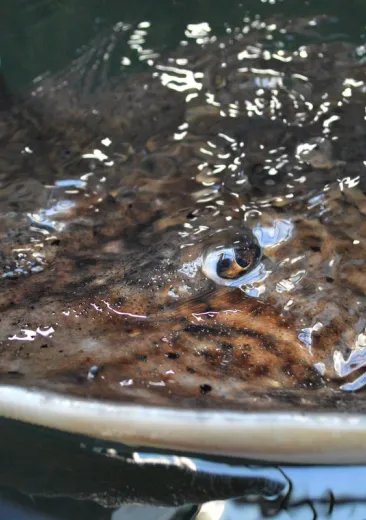 Thornback Skate Raja clavata
