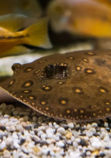 Ocellate River Stingray
