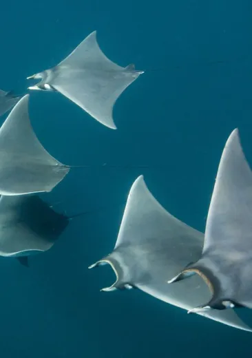 Atlantic Pygmy Devil Ray Mobula hypostoma