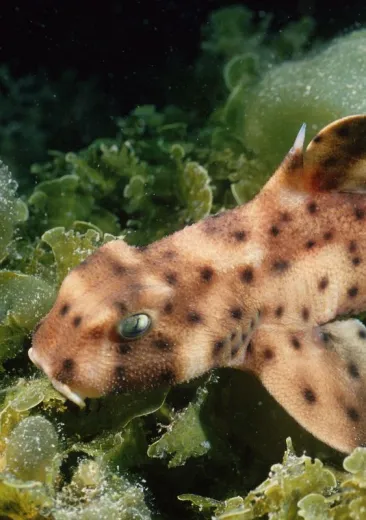 Horn Shark 