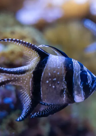 Banggai Cardinalfish