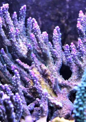 Acropora corals
