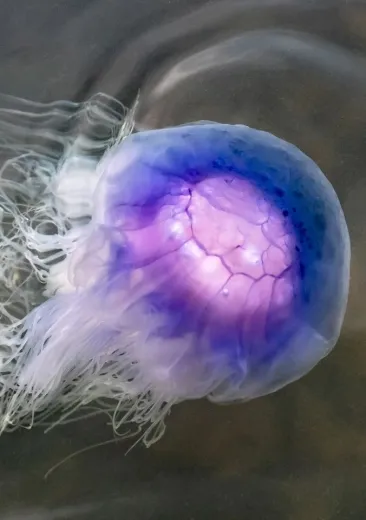 cyanée bleue