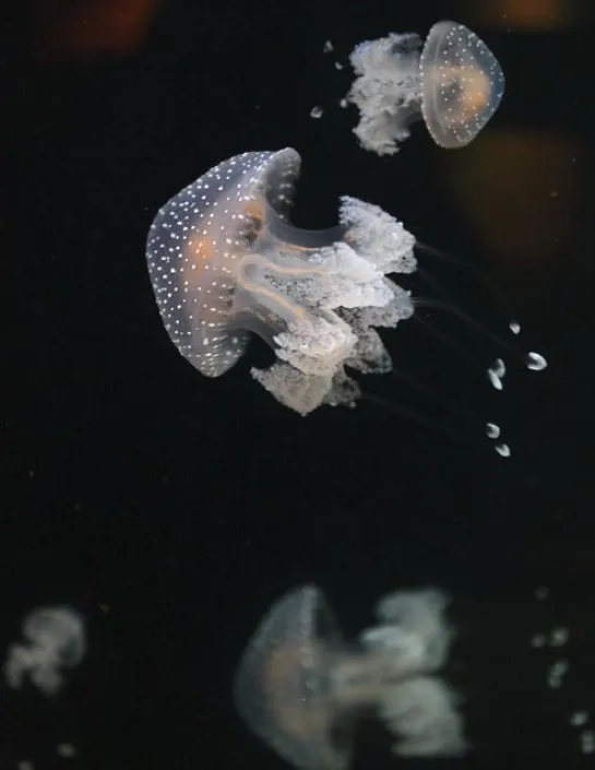 De Australische stippelkwal Phyllorhiza punctata