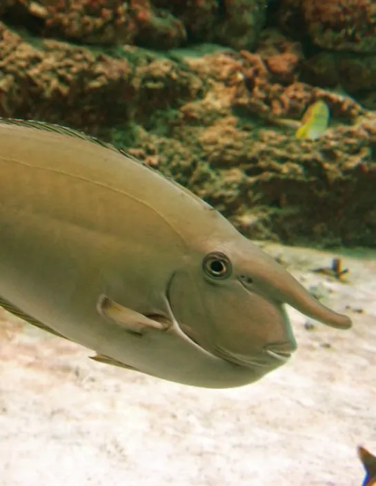 Palefin Unicornfish