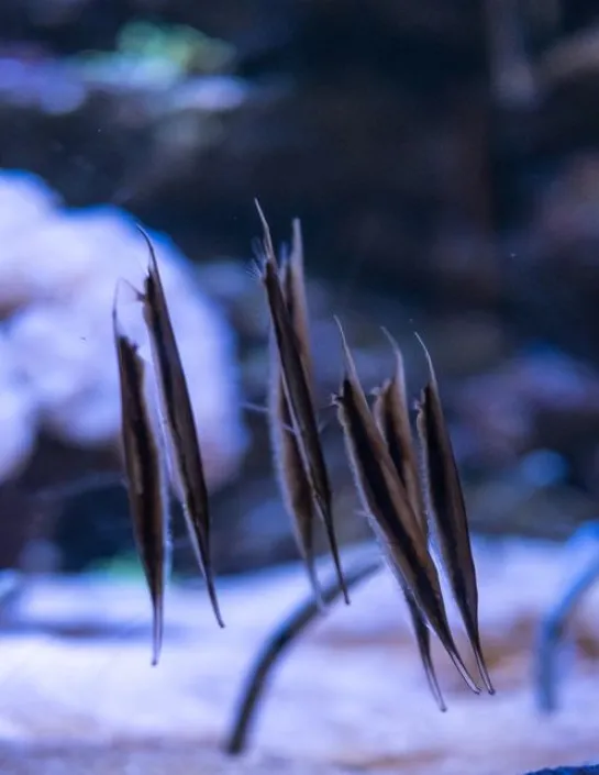 Coral Shrimpfish