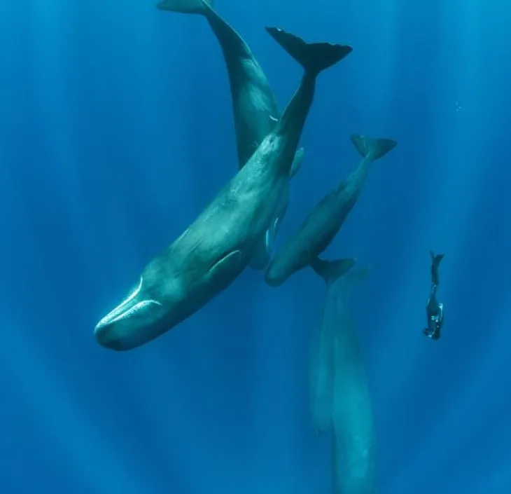 cachalot Physeter macrocephalus