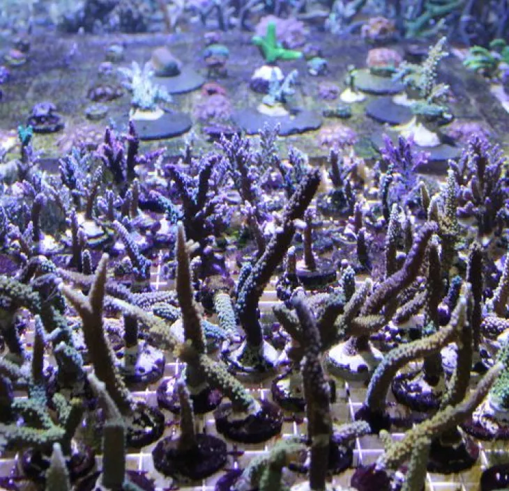 Acropora corals