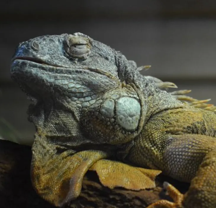 L’iguane vert Iguana iguana