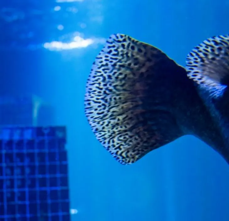 Le mérou lancéolé Epinephelus lanceolatus