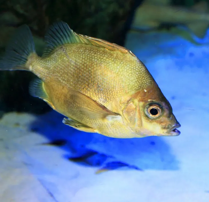Pentaceros japonicus